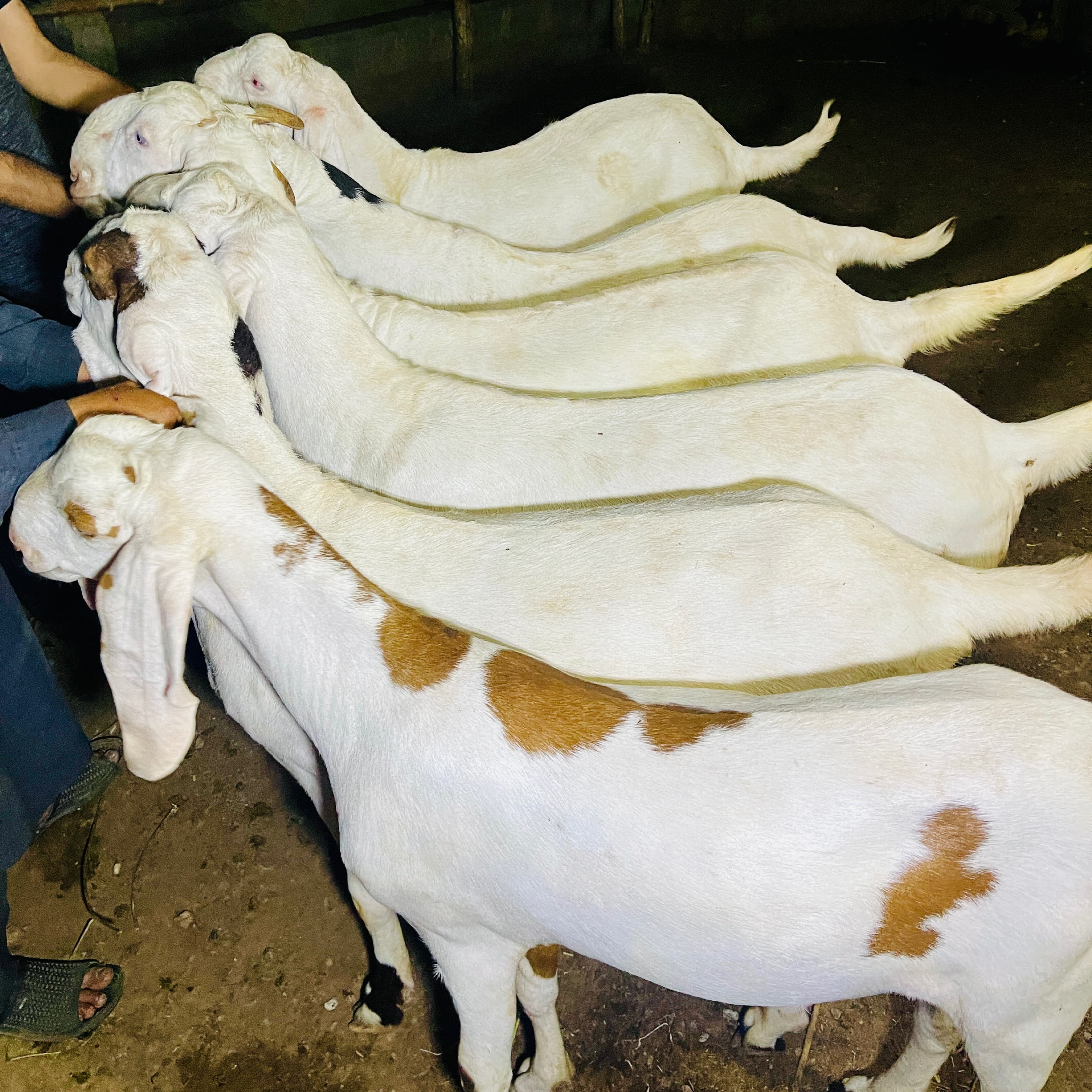 Alpha Farms — Qurbani goat reservation
