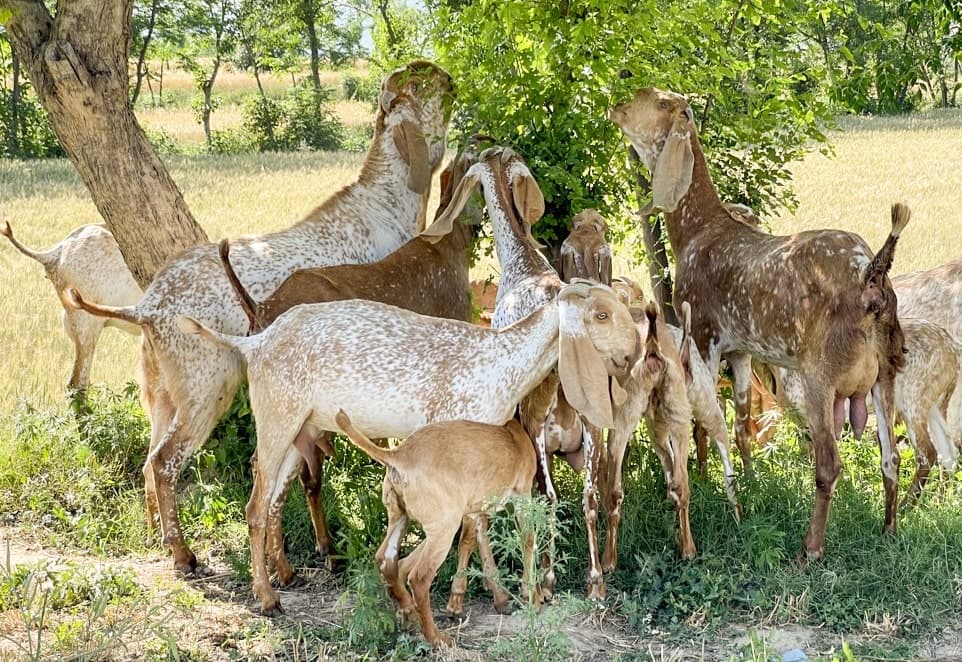 Burraq Dairies goat herd
