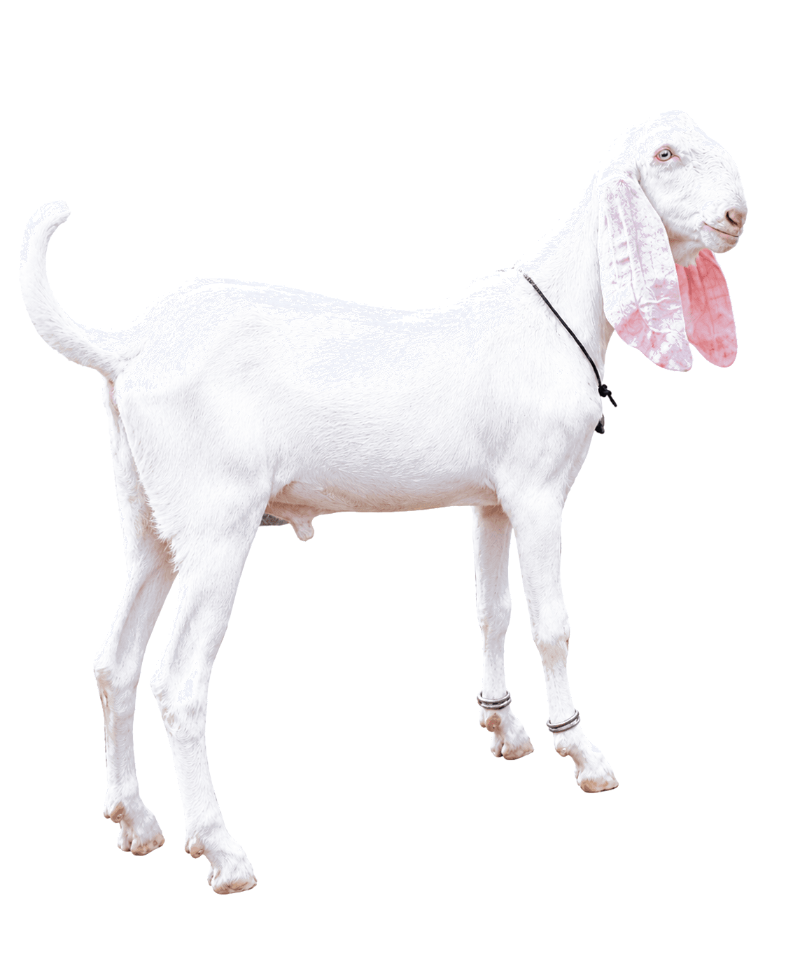 Day 1 goat